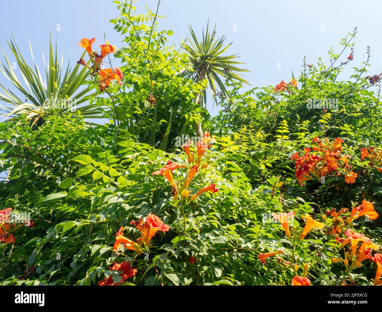 Rote Blumen auf einem Busch. Wunderschöner Garten. Element der Natur. Blüte Stockfoto