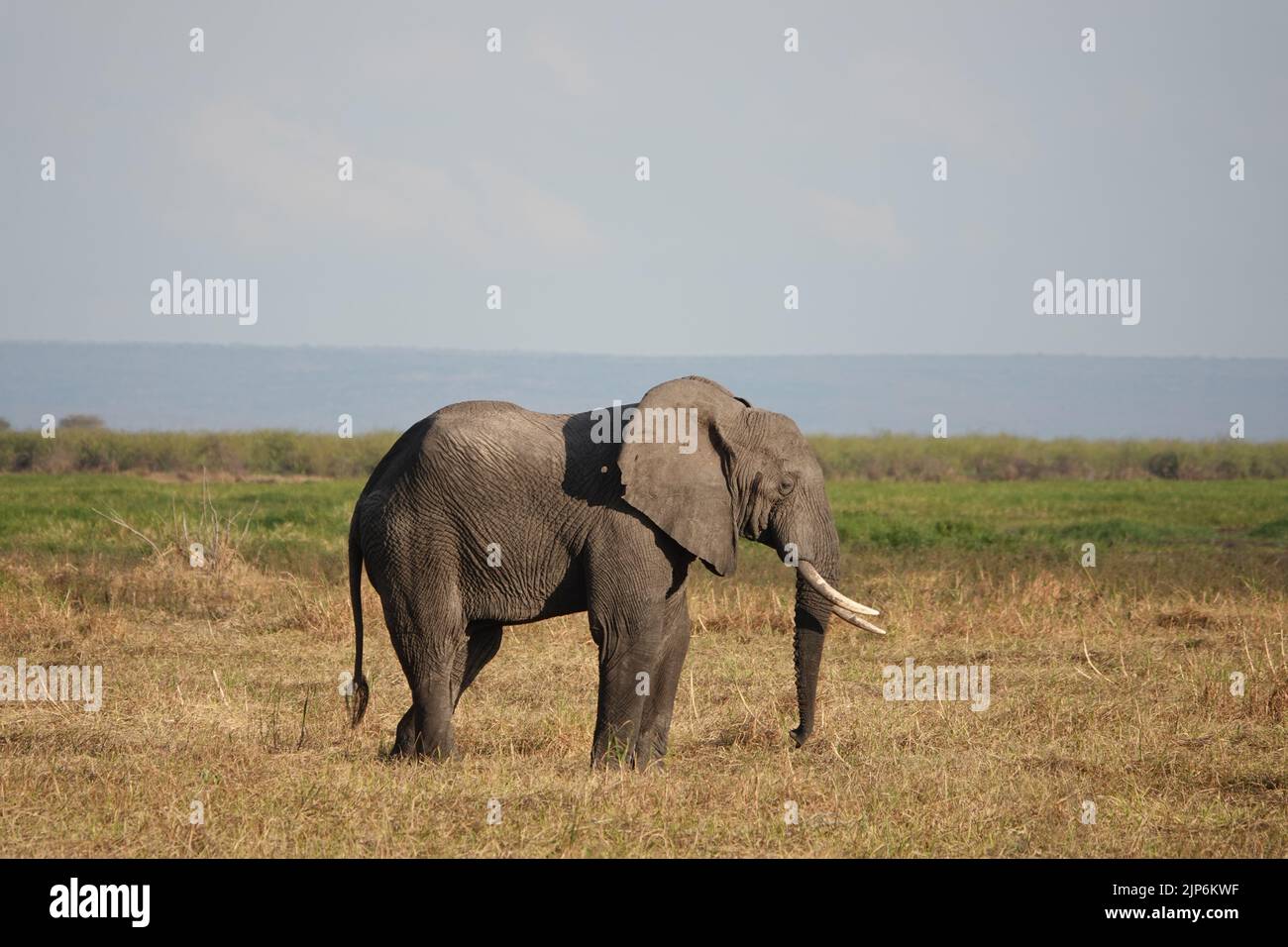 Ruaha Nationalpark, Tansania. 15.. Juli 2022. Ein Elefant steht im Ruaha National Park. Reis ist ein beliebtes Grundnahrungsmittel in Tansania. Aber sein Anbau zerstört die Hauptwasserquelle des wichtigen Nationalparks - und gefährdet damit gefährdete Tiere. (To dpa 'der Kampf um Wasser: Der Reisanbau gefährdet die gefährdeten Tiere Tansanias') Quelle: Kristin Palitza/dpa/Alamy Live News Stockfoto