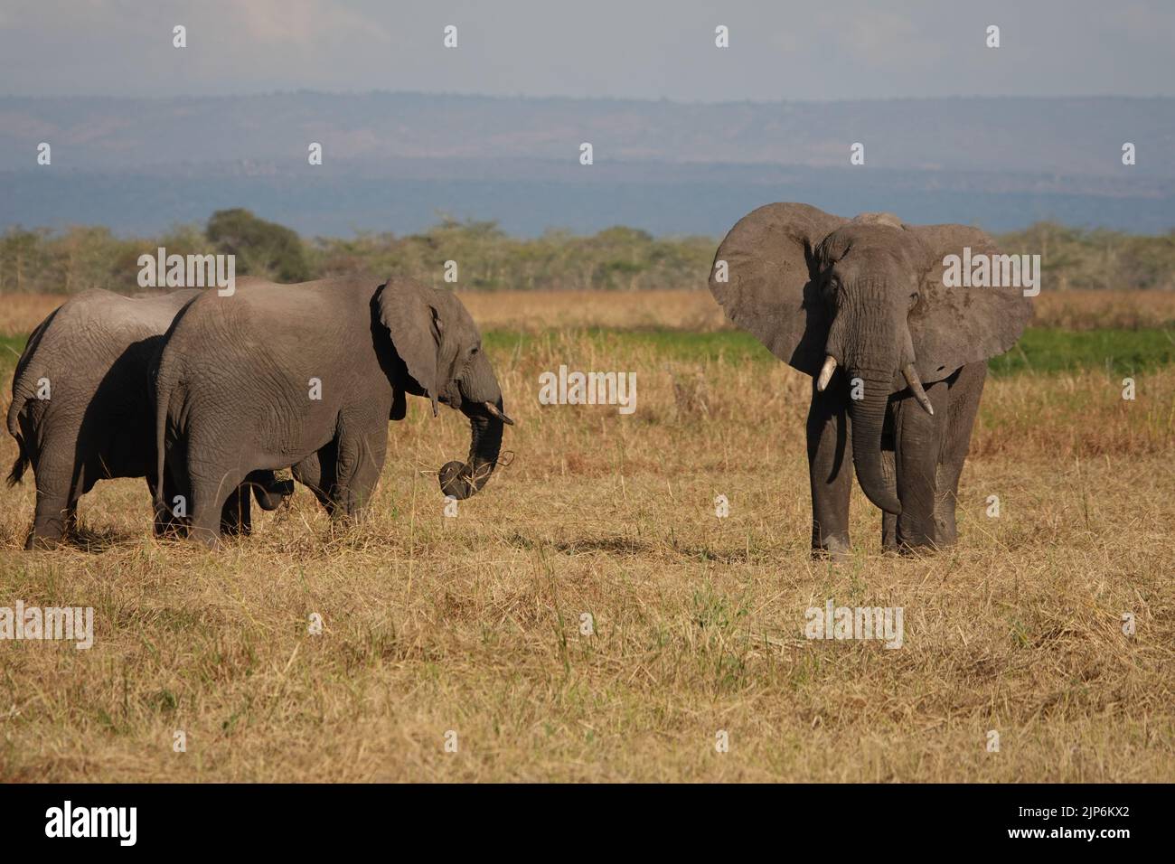 Ruaha Nationalpark, Tansania. 15.. Juli 2022. Elefanten stehen im Ruaha National Park. Reis ist ein beliebtes Grundnahrungsmittel in Tansania. Aber sein Anbau zerstört die Hauptwasserquelle des wichtigen Nationalparks - und gefährdet damit gefährdete Tiere. (To dpa 'der Kampf um Wasser: Der Reisanbau gefährdet die gefährdeten Tiere Tansanias') Quelle: Kristin Palitza/dpa/Alamy Live News Stockfoto