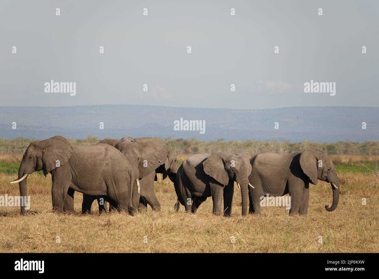 Ruaha Nationalpark, Tansania. 15.. Juli 2022. Elefanten stehen im Ruaha National Park. Reis ist ein beliebtes Grundnahrungsmittel in Tansania. Aber sein Anbau zerstört die Hauptwasserquelle des wichtigen Nationalparks - und gefährdet damit gefährdete Tiere. (To dpa 'der Kampf um Wasser: Der Reisanbau gefährdet die gefährdeten Tiere Tansanias') Quelle: Kristin Palitza/dpa/Alamy Live News Stockfoto