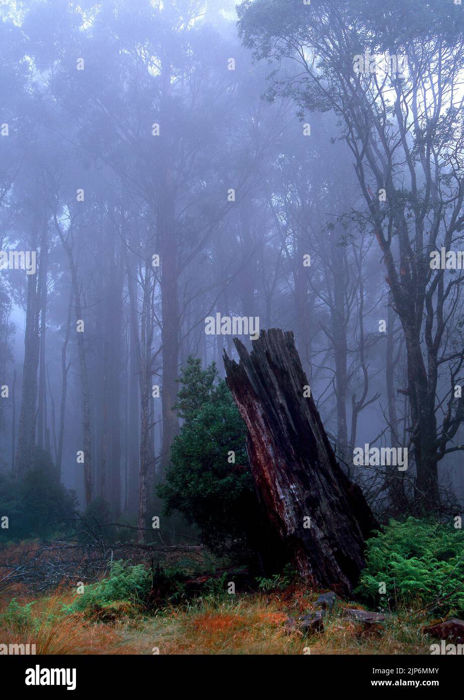 Alt verbrannter Baumstumpf im Morgennebel, Victoria, Ostaustralien Stockfoto