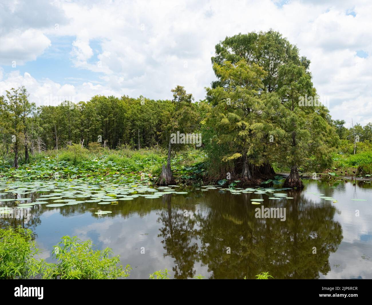 Kahle Zypressen und gelbe Lotuswasserpflanzen schweben in einem Teich im Sheldon Lake State Park in der Nähe von Houston, Texas. Stockfoto
