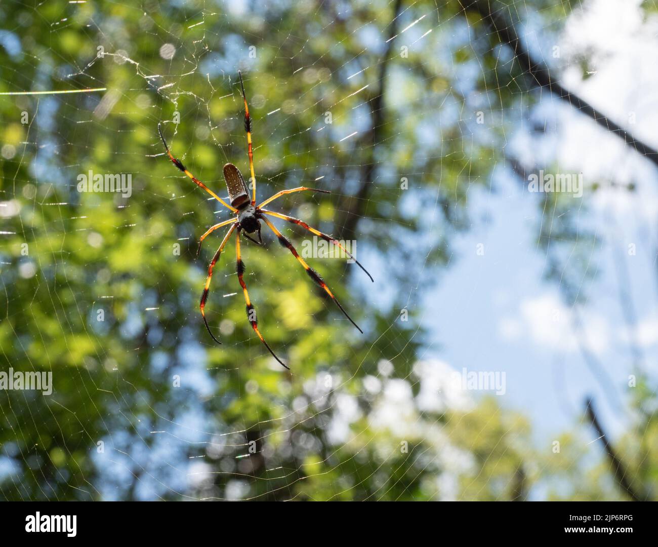 Nahaufnahme einer sonnenbeschienenen Goldenen Seidenspinne oder eines goldenen Seidengewebers in der Mitte des Netzes mit Bäumen im Hintergrund. Stockfoto