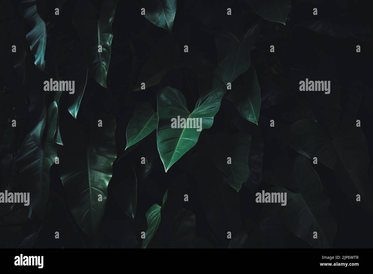 Tropische Blätter, grünes Blatt Textur abstrakt, Natur Hintergrund. Stockfoto