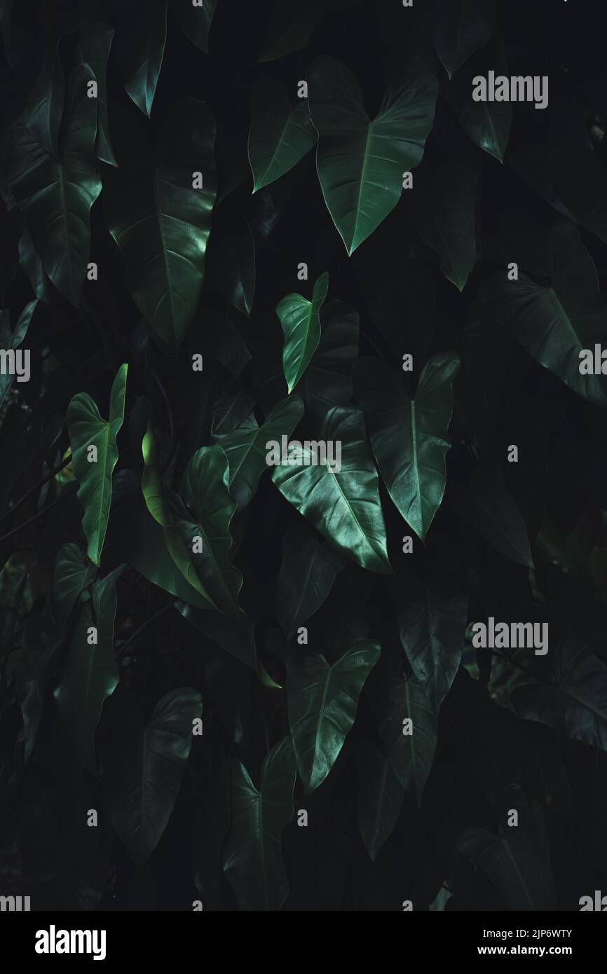 Tropische Blätter, grünes Blatt Textur abstrakt, Natur Hintergrund. Stockfoto
