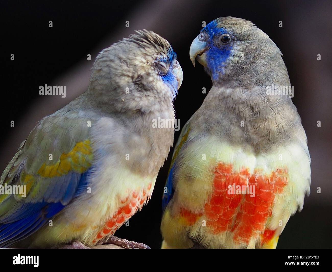 Zwei wunderschöne exotische Greater Bluebonnet Papageien mit außergewöhnlich farbigem Gefieder. Stockfoto