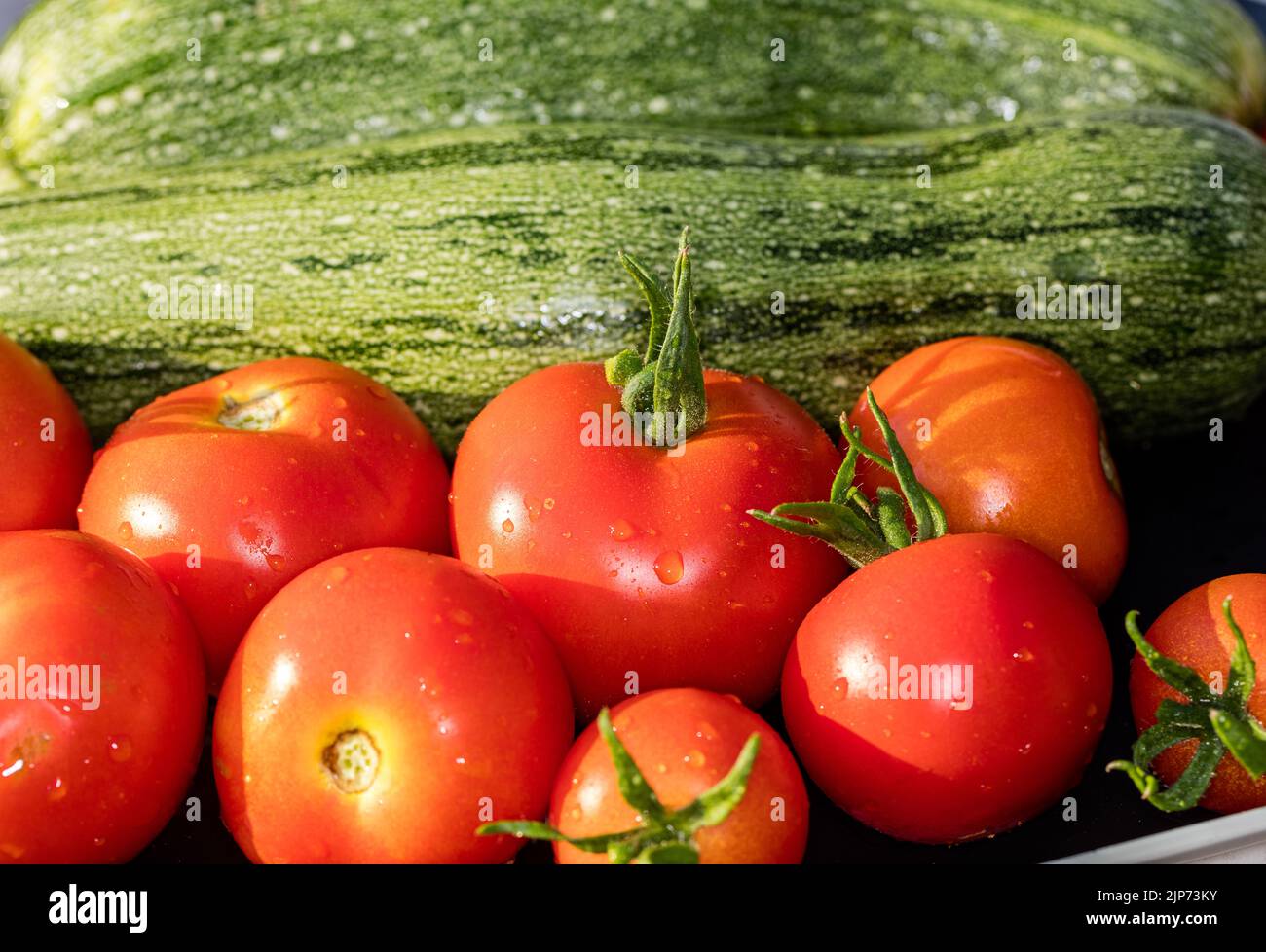 „Alicante“-Tomate, Tomate (Solanum lycopersicum) Stockfoto