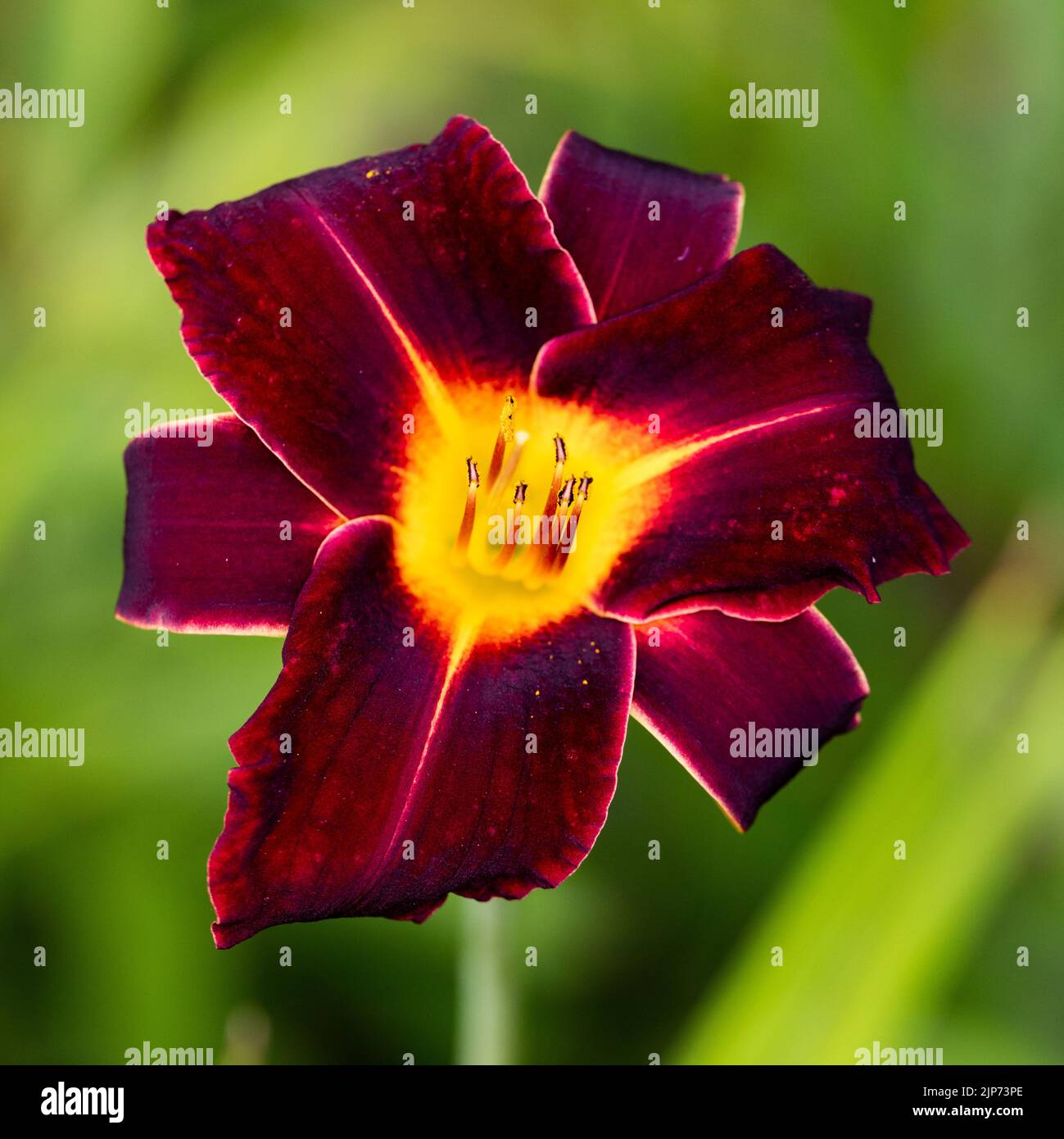 "Chicago Blackout' Daylily, Daglilja (Hemerocallis) Stockfoto