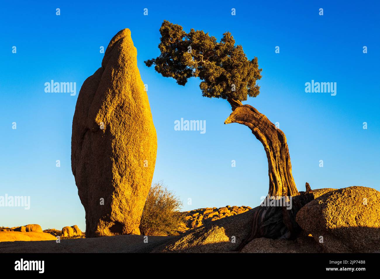 Ausgewogener Fels und Wacholder, Joshua Tree National Park, Kalifornien, USA Stockfoto