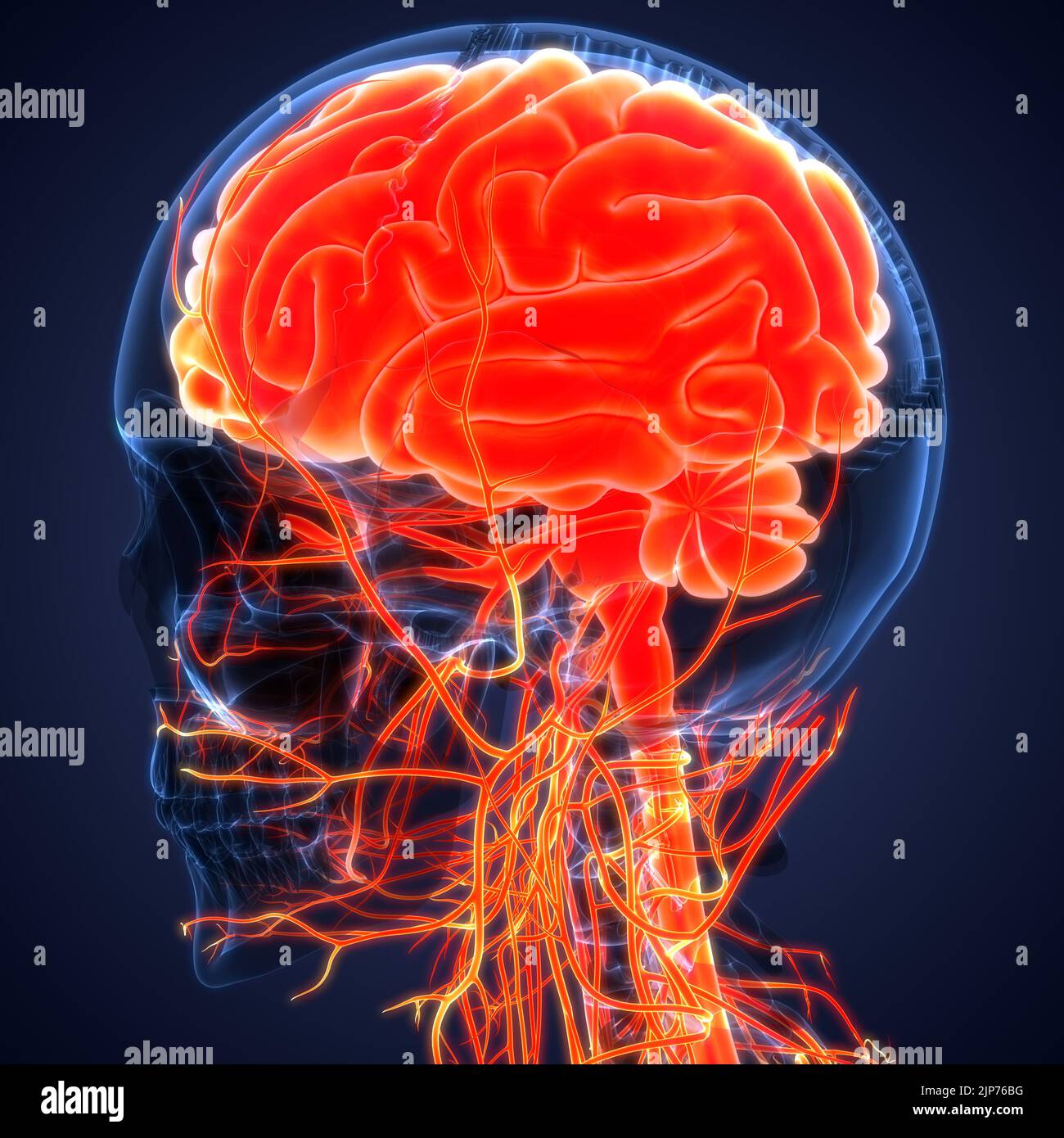 Zentrale Organ des menschlichen Nervensystems Anatomie des Gehirns Stockfoto