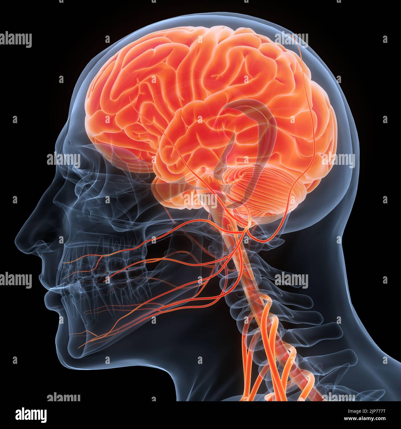 Zentrale Organ des menschlichen Nervensystems Anatomie des Gehirns Stockfoto