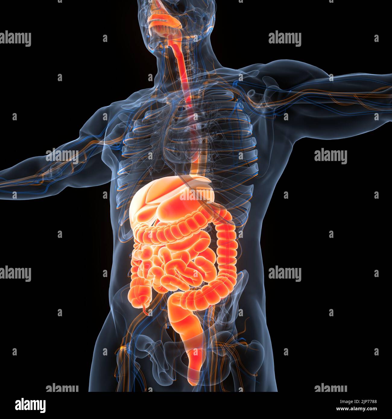 Anatomie der menschlichen Verdauungssystem Stockfoto