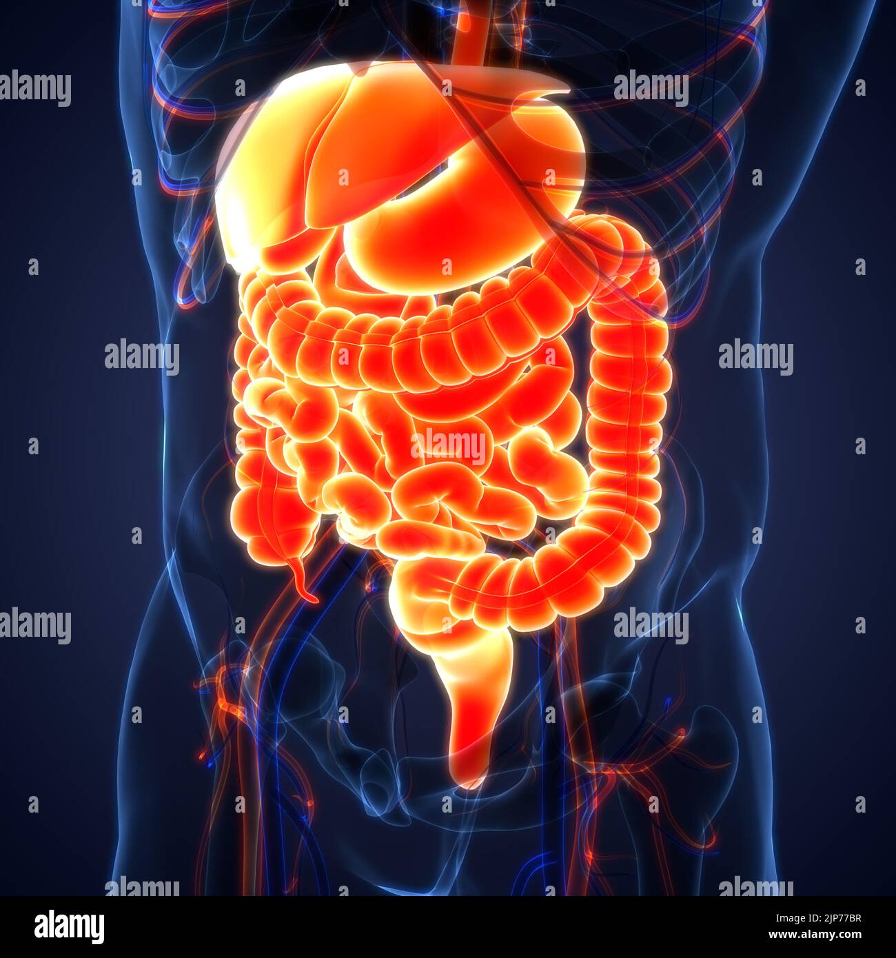 Anatomie der menschlichen Verdauungssystem Stockfoto