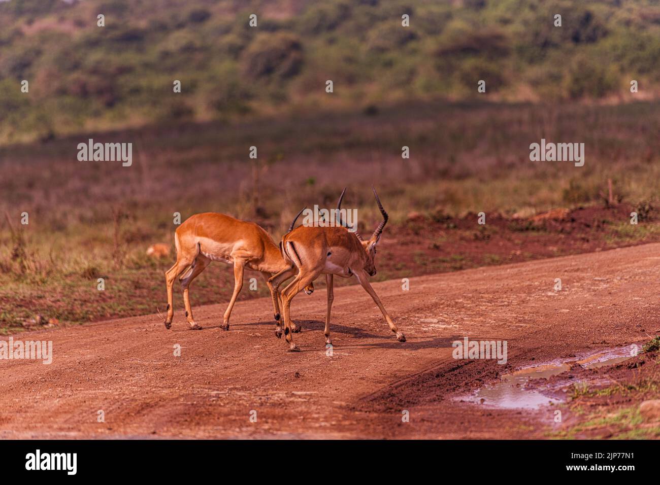 Nairobi City County Nationalpark Vögel Tiere Wildtiere Savanne Grasland Landschaften Panoramablick malerische Ausblicke magische Kenia Ostafrika Discovery Exp Stockfoto