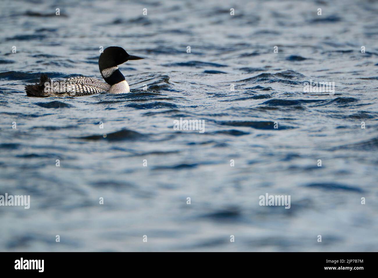 Ein gewöhnlicher Seetaucher (Gavia immer) im Gefieder, der auf einem See im Algonquin Provincial Park schwimmt. Der Loon sitzt oben links im Rahmen, mit Smal Stockfoto
