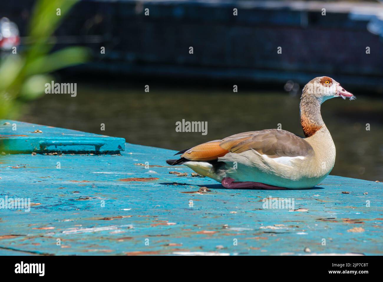 Ägyptische Gans, die auf einem Hausboot im Amsterdamer Kanal ruht Stockfoto