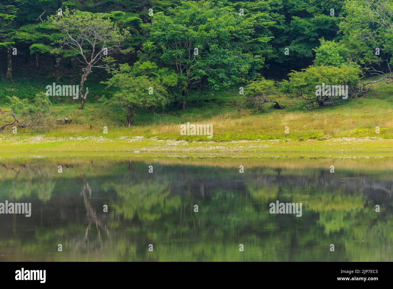 Bäume spiegeln sich aus dem Wasser in einem kleinen Teich am Waldrand Stockfoto