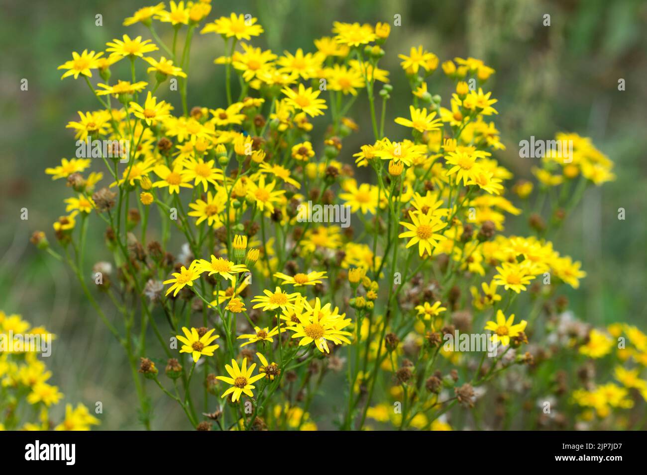 Sedum acre, goldmoosfarbene Steinkropf-gelbe Blüten krönen selektiven Fokus Stockfoto