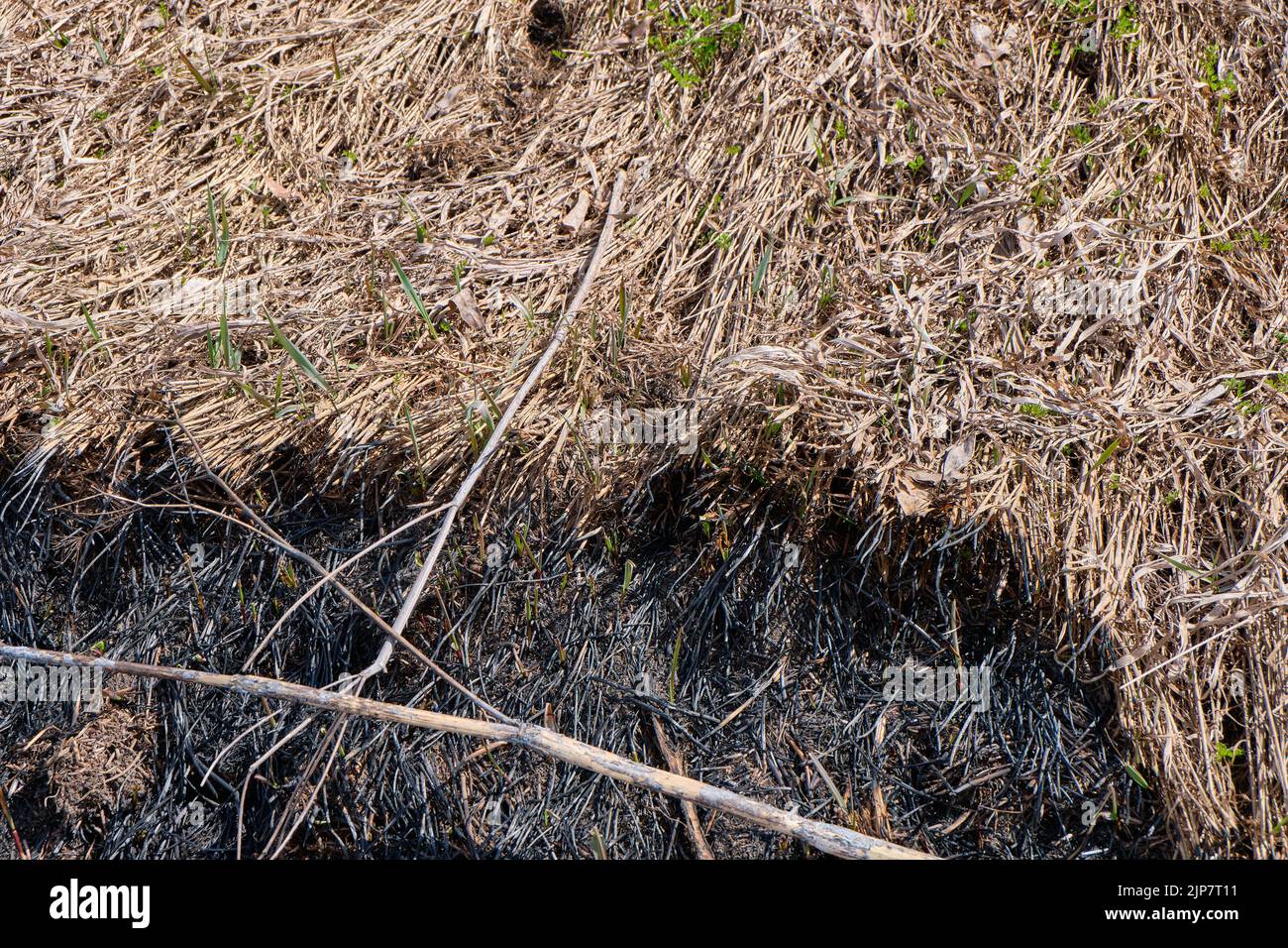 Verbrenne Gras, Erde nach einem Feuer. Stockfoto