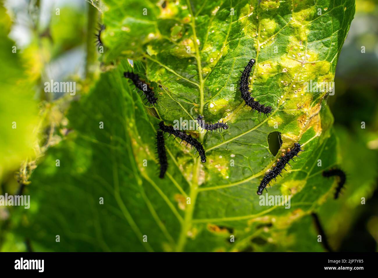 Viele schwarze Raupen des Pfauenschmetterlings auf Nesseln aus der Nähe, verschwommener Hintergrund. Eine schwarze Raupe mit Stacheln und weißen Punkten frisst das l Stockfoto
