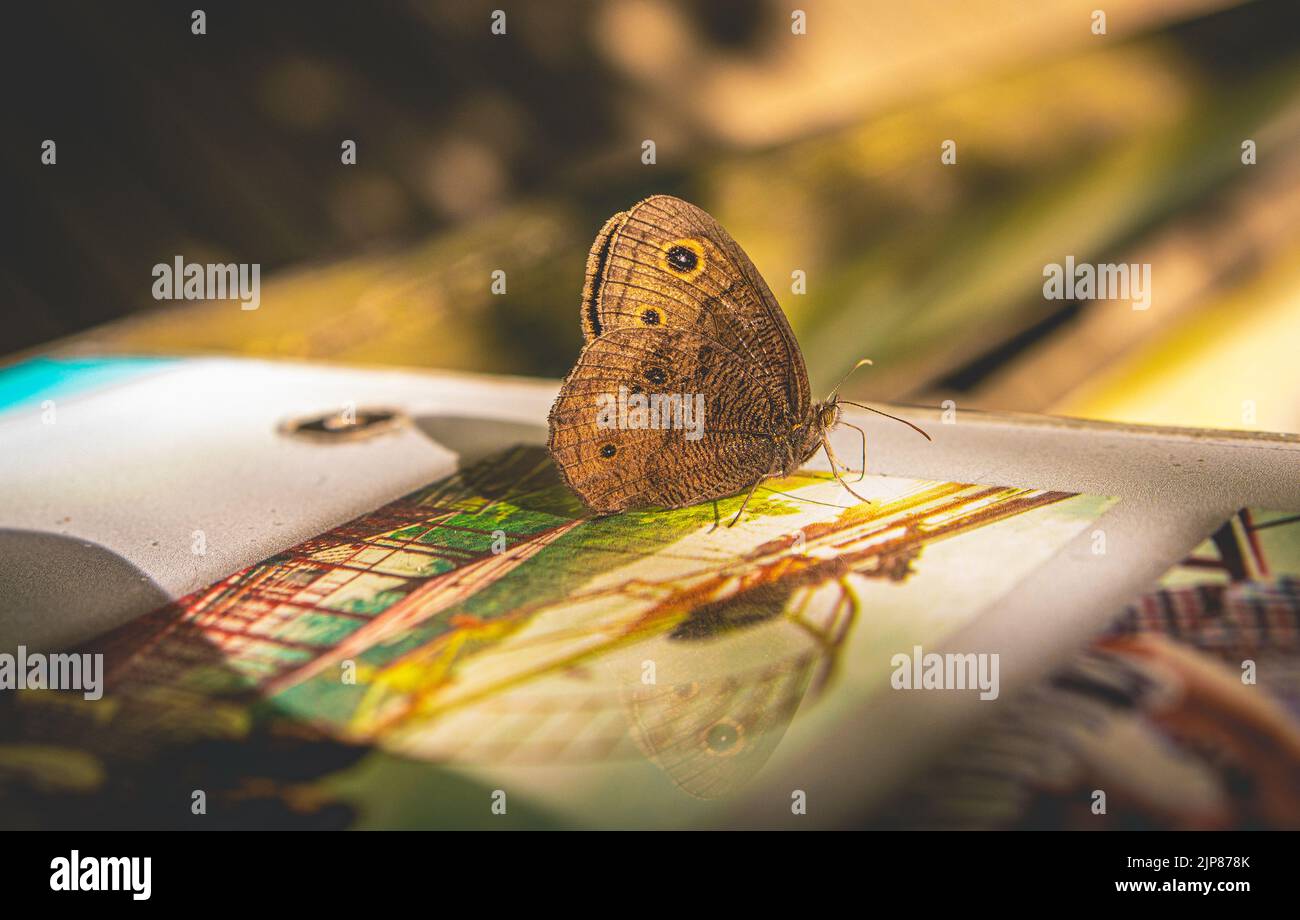 Eine selektive Fokusaufnahme der entzückenden Common Wood-Nymphe auf einer Albumseite Stockfoto