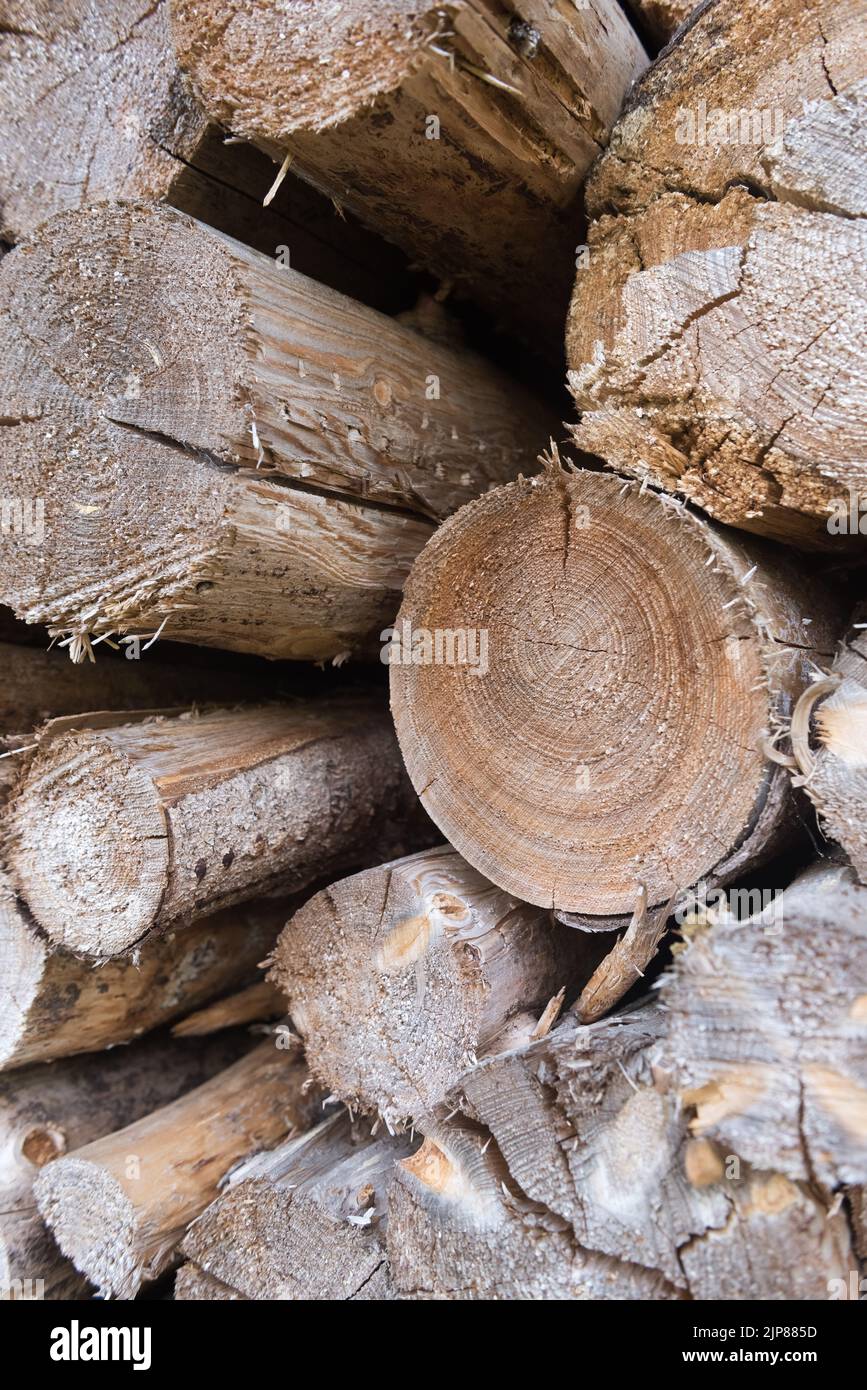 Haufen alter getrockneter Baumstämme mit Blick auf den Holzquerschnitt von vorne Stockfoto