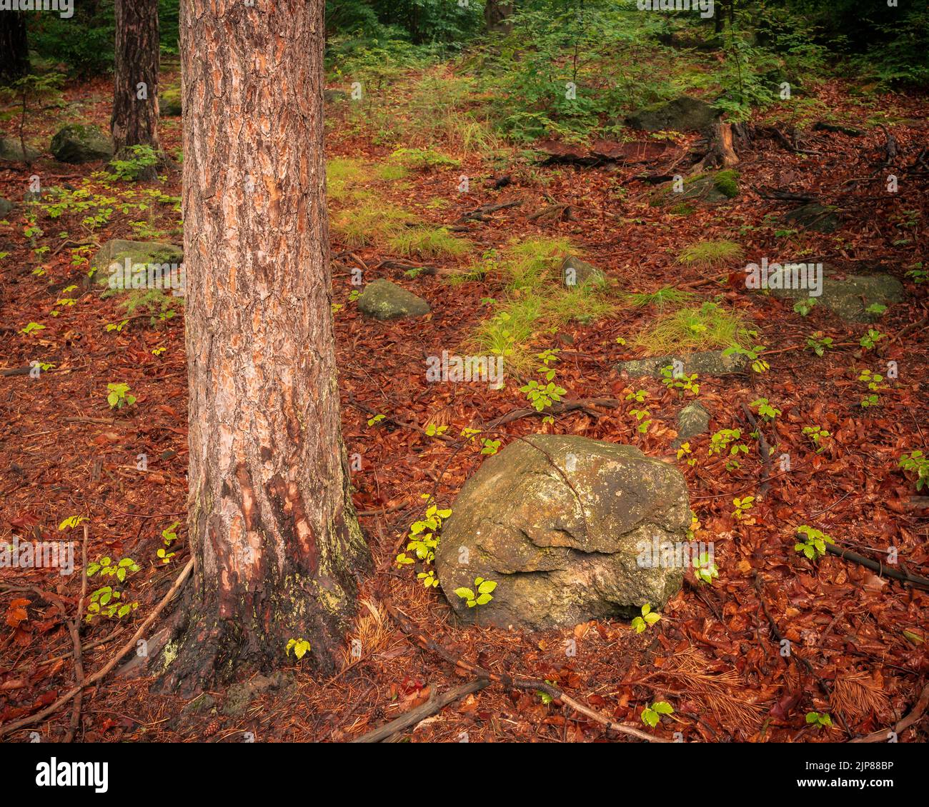 Ein Wald in der Farbe des Sommers auf einem Teppich aus Herbstblättern Stockfoto