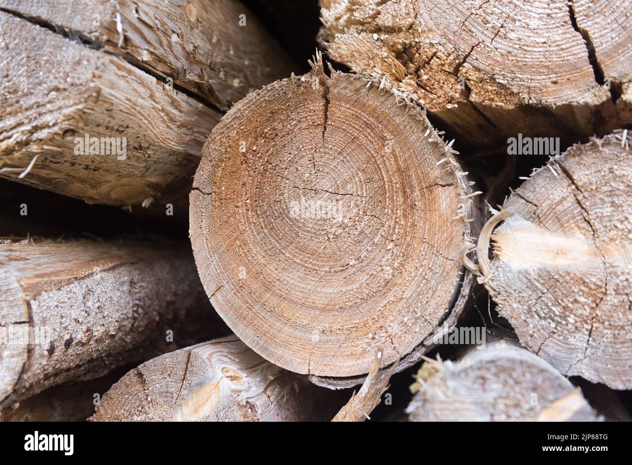 Haufen alter getrockneter Baumstämme mit Blick auf den Holzquerschnitt von vorne Stockfoto