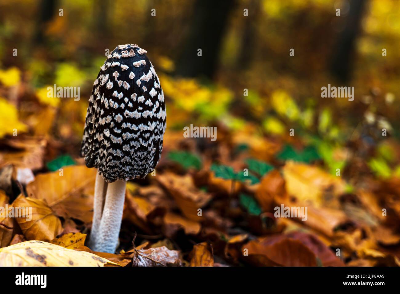 Einzelspecht-Tintlinge, COPRINOPSIS PICACEA Stockfoto