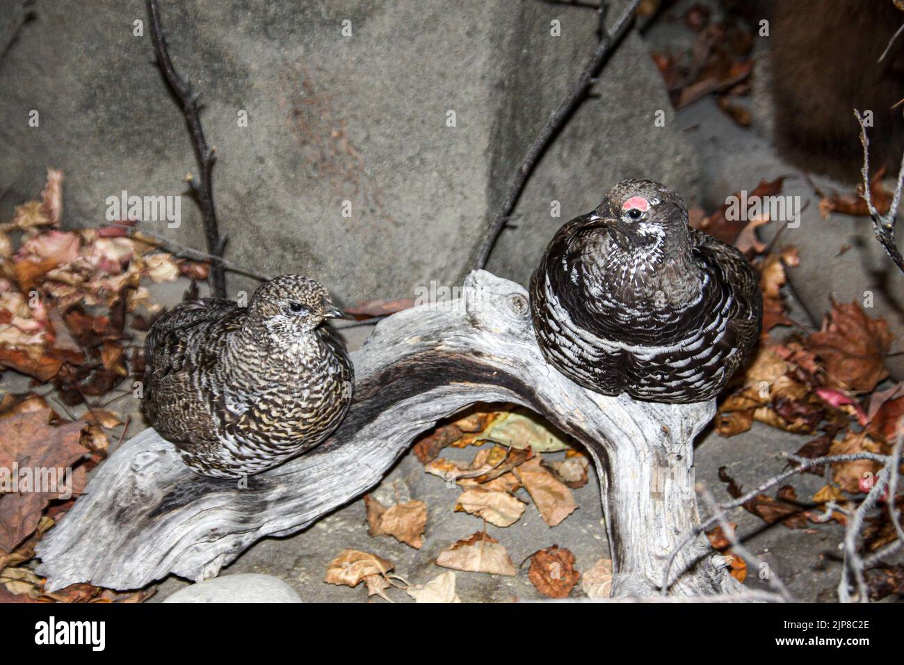 Stofftier im Natural History Museum in Haines, Alaska Stockfoto