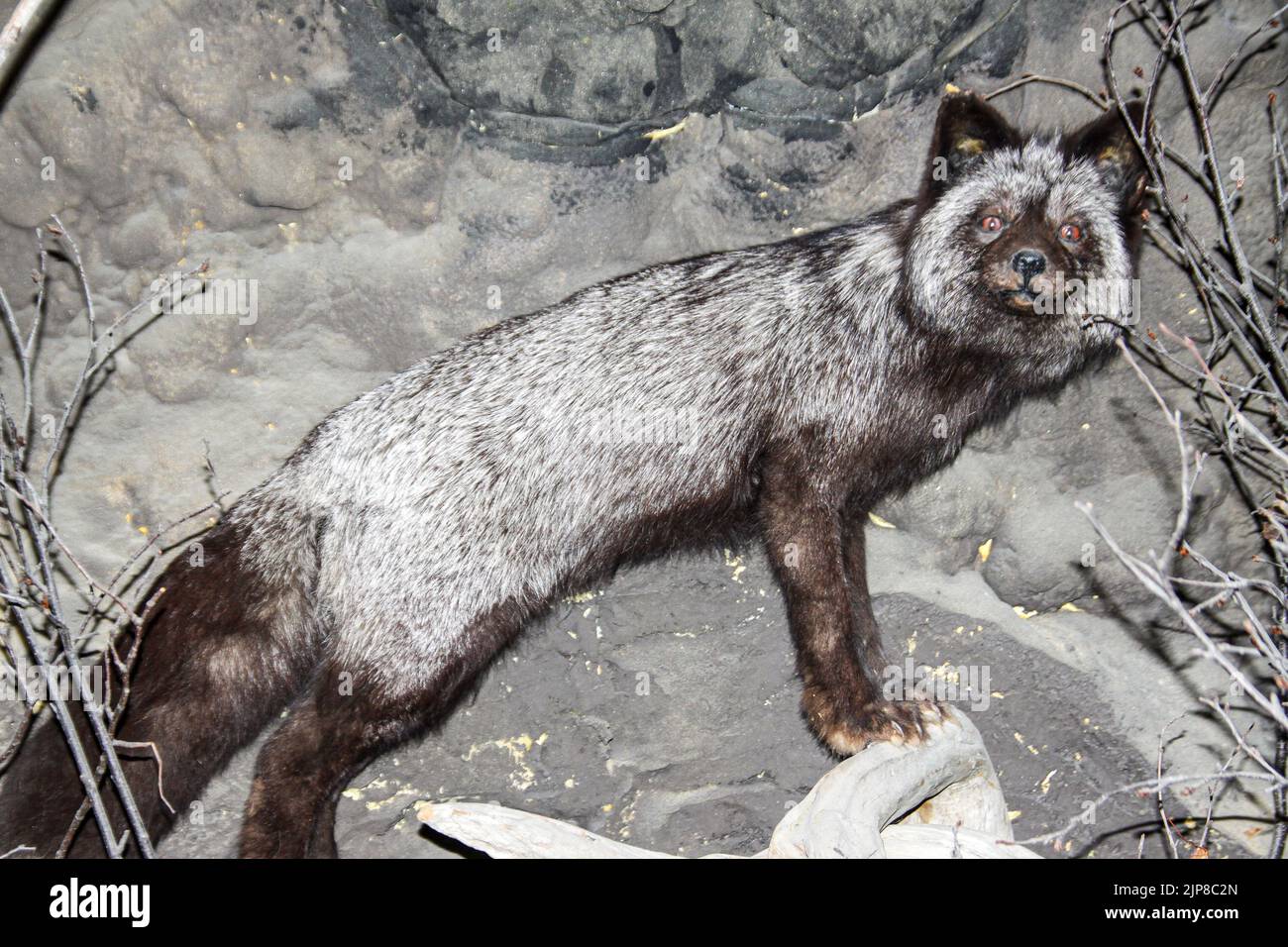 Stofftier im Natural History Museum in Haines, Alaska Stockfoto