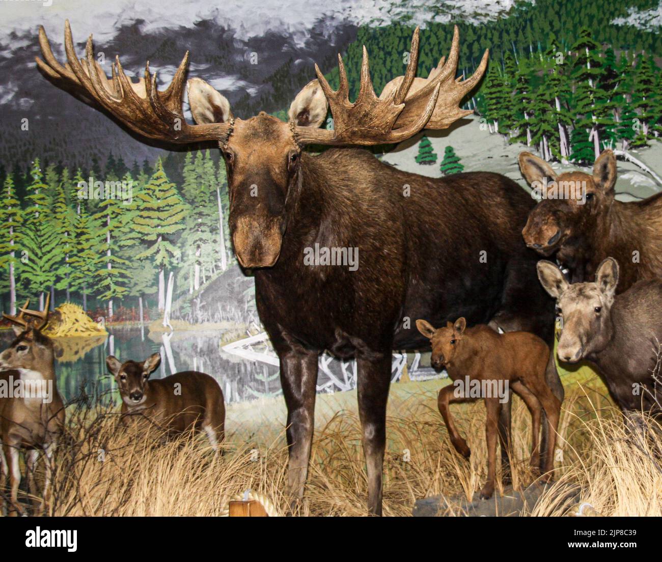 Elchgefüllte Tiere im Natural History Museum in Haines, Alaska Stockfoto