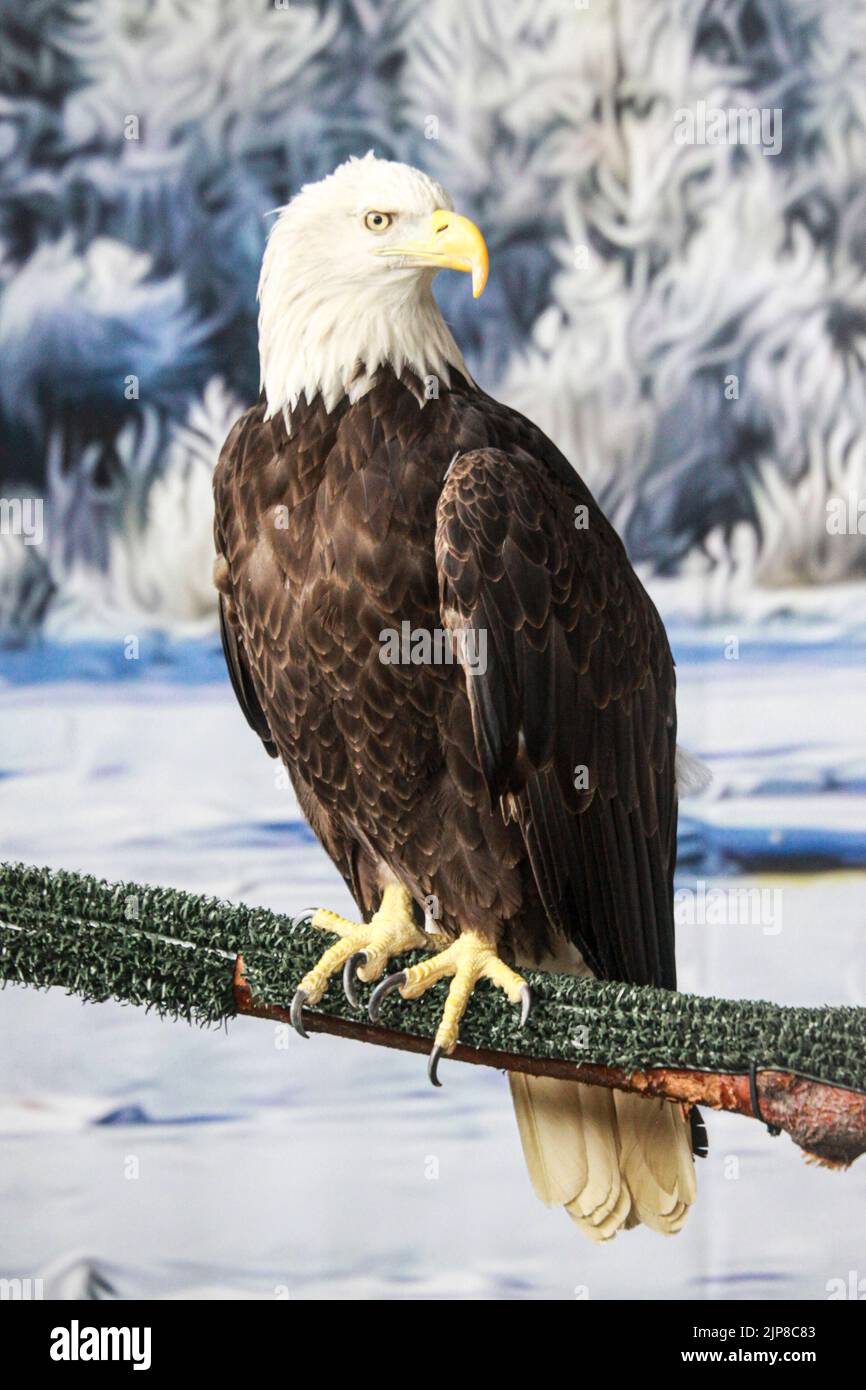 Amerikanischer Weißkopfseeadler (Haliaeetus leucocephalus) im Natural History Museum in Haines, Alaska Stockfoto