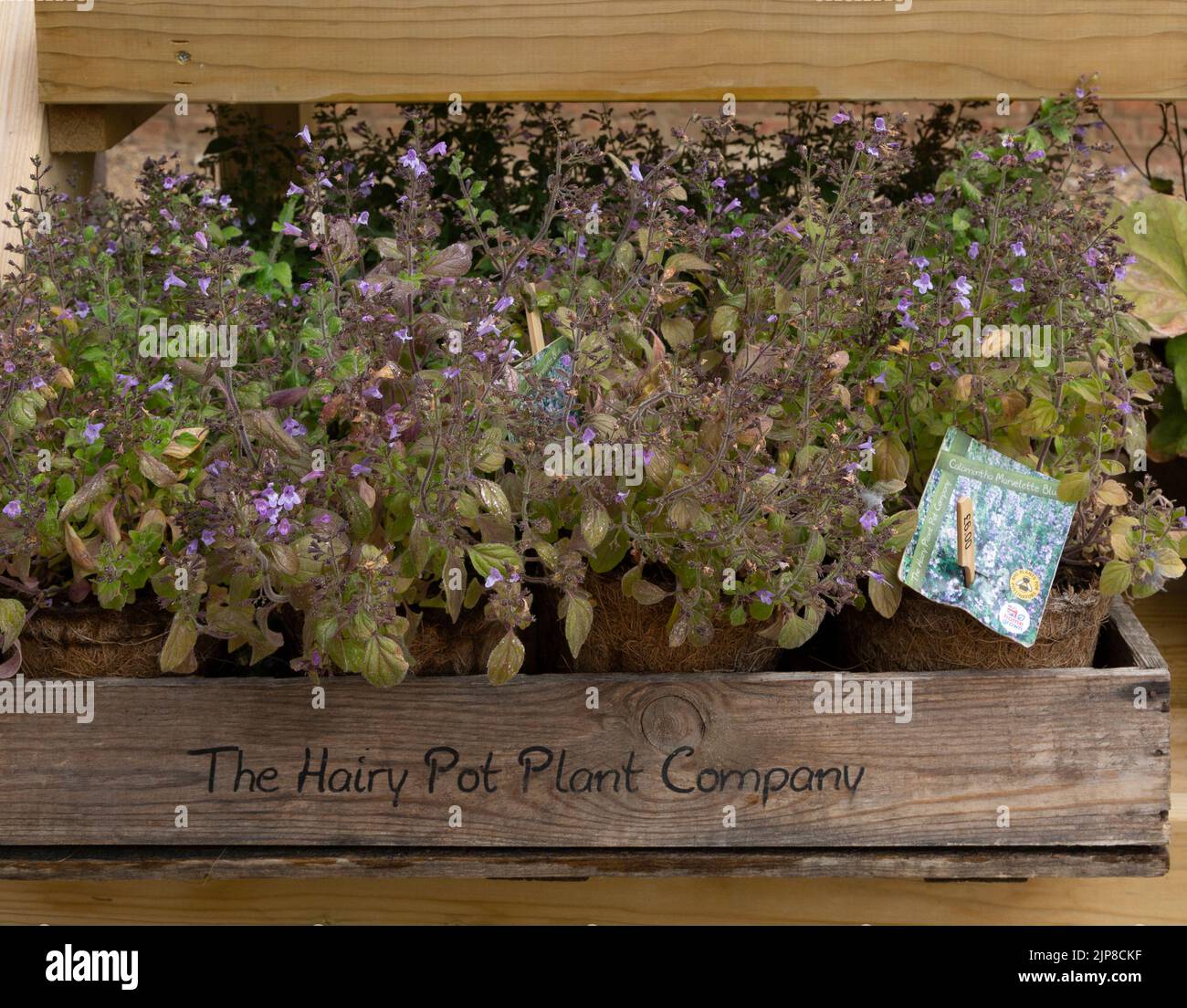 Pflanzen aus der Hairy Pot Plant Company, Suffolk, England, UK - Calamintha Nepeta Marvelette Blue Stockfoto
