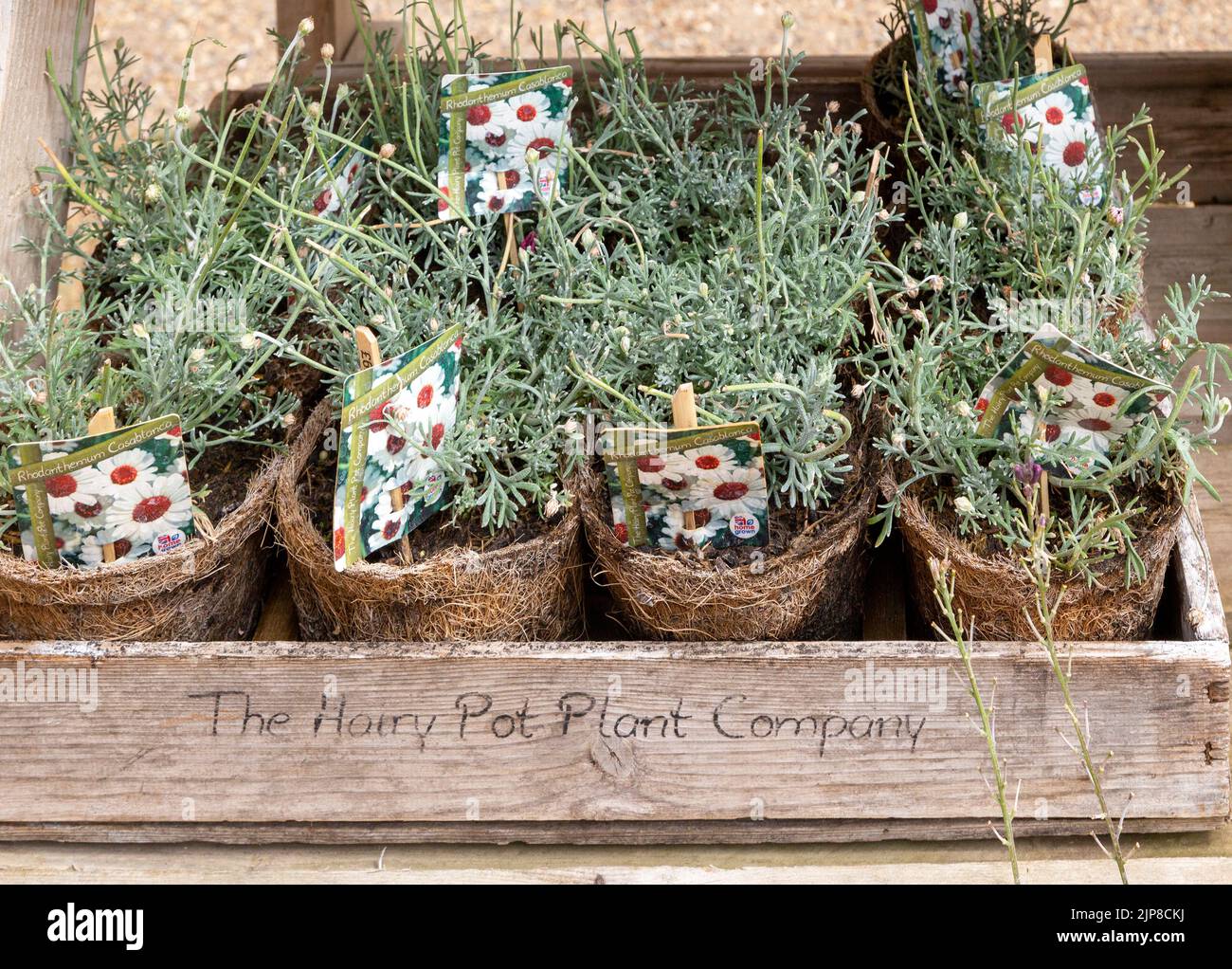 Pflanzen aus der Hairy Pot Plant Company, Suffolk, England, UK - Rhodanthemum Cascasina Daisy Stockfoto