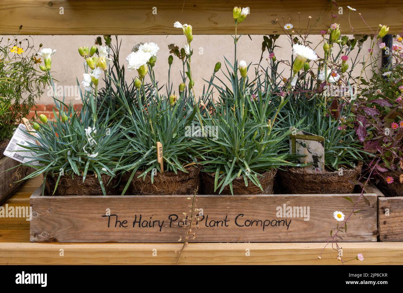 Pflanzen von der Hairy Pot Plant Company, Suffolk, England, UK - Dianthus Memories Stockfoto