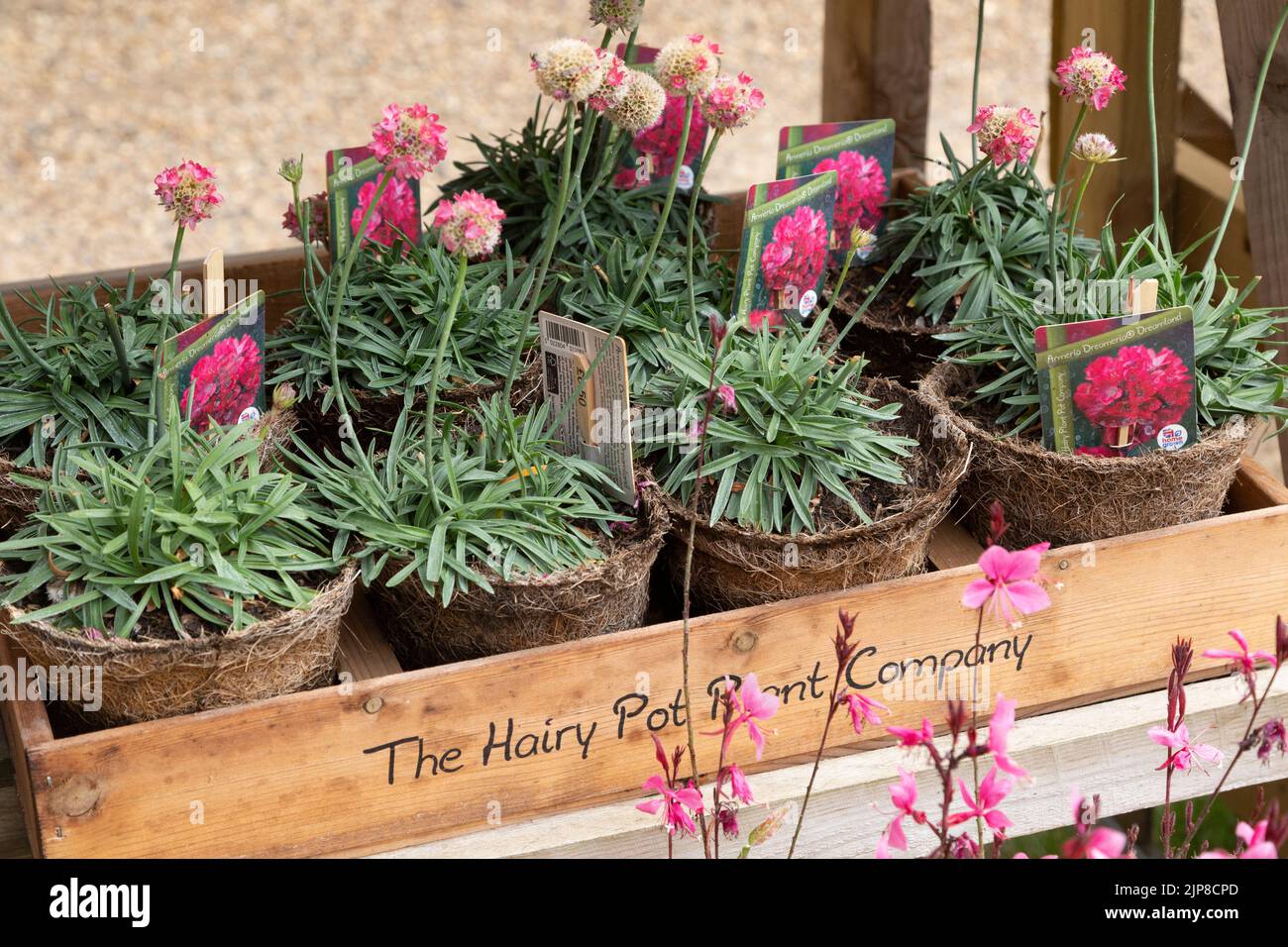 Pflanzen von der Hairy Pot Plant Company, Suffolk, England, UK - Armeria pseudarmeria Dreameria, Dreamland Stockfoto