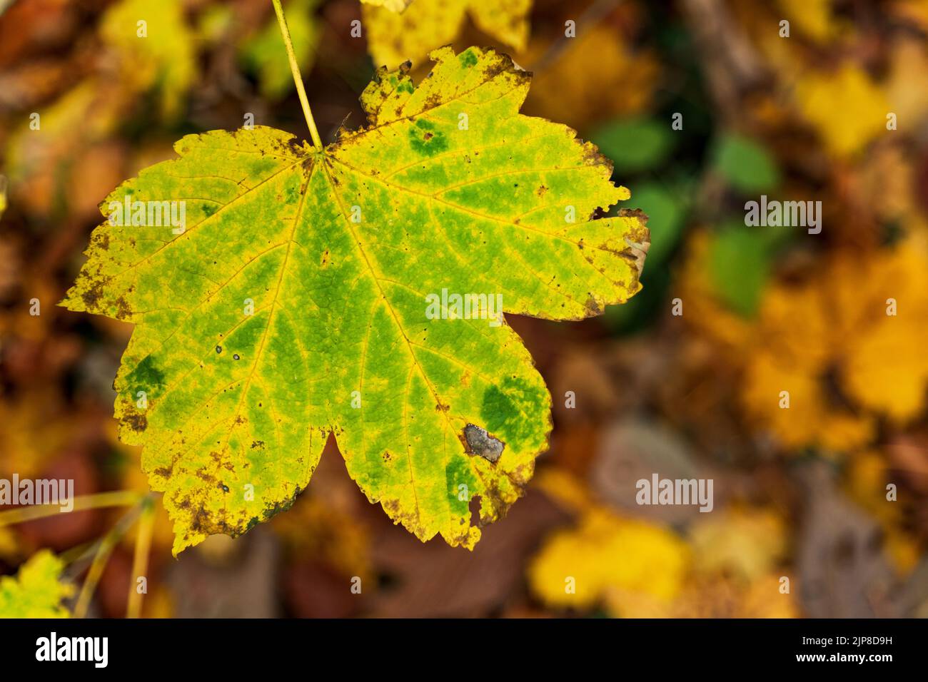 Grün gelb gebogenes Ahornblatt im Herbst Stockfoto