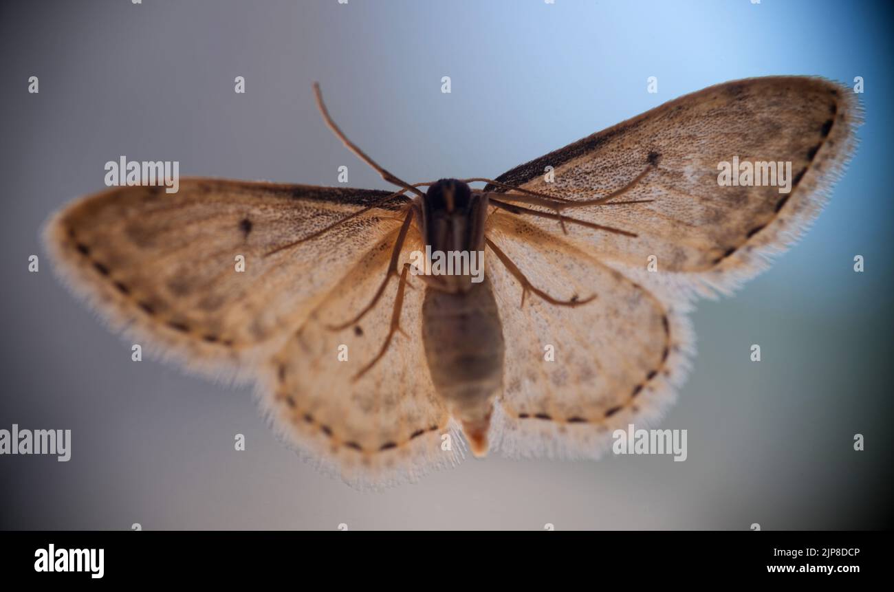 Niedliche schöne Schmetterling oder graue Motte mit farbigen Flügeln Stockfoto