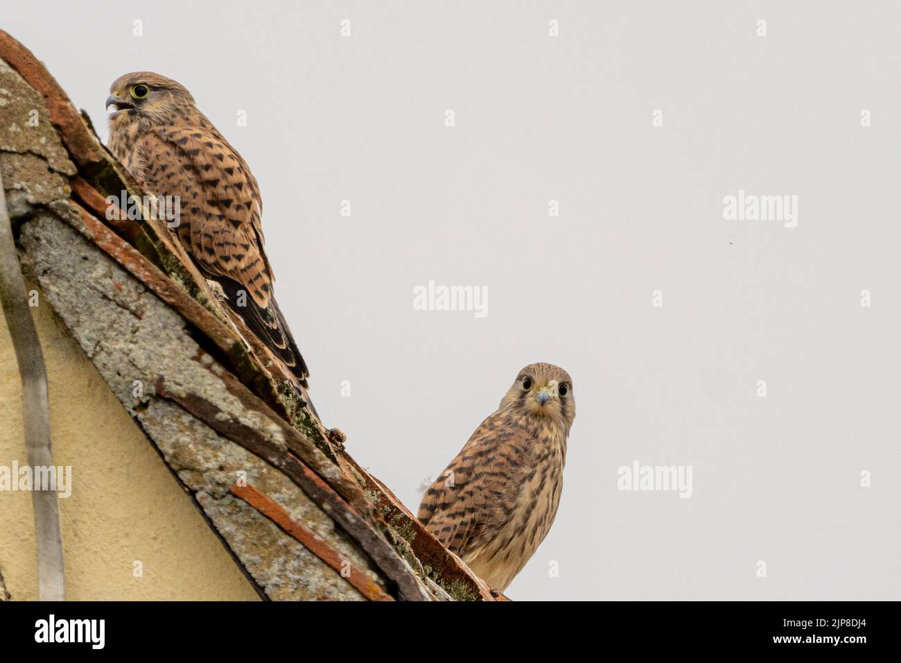 Ein Paar junger Turmfalken, Falco tinnunculus, auf einem Kirchendach, Upper Wield, Hampshire, Großbritannien Stockfoto