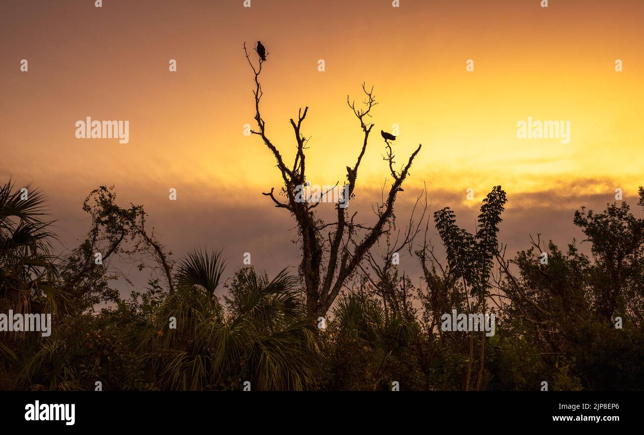 Sonnenaufgang über einem Baum mit Geiern, die oben im Everglades National Park sitzen Stockfoto