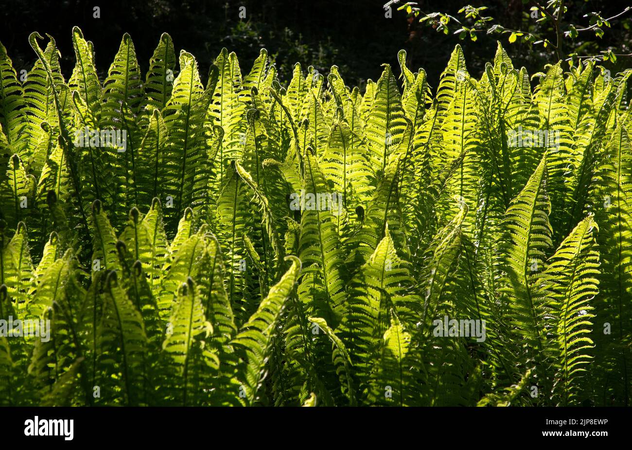 Hinterleuchtete Farne im schattigen englischen Garten Stockfoto