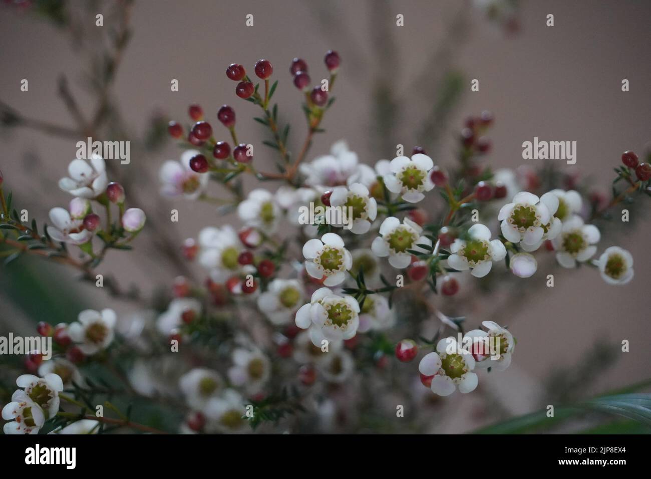 Eine Nahaufnahme von Geraldton Wachsen, die im Garten blühen Stockfoto