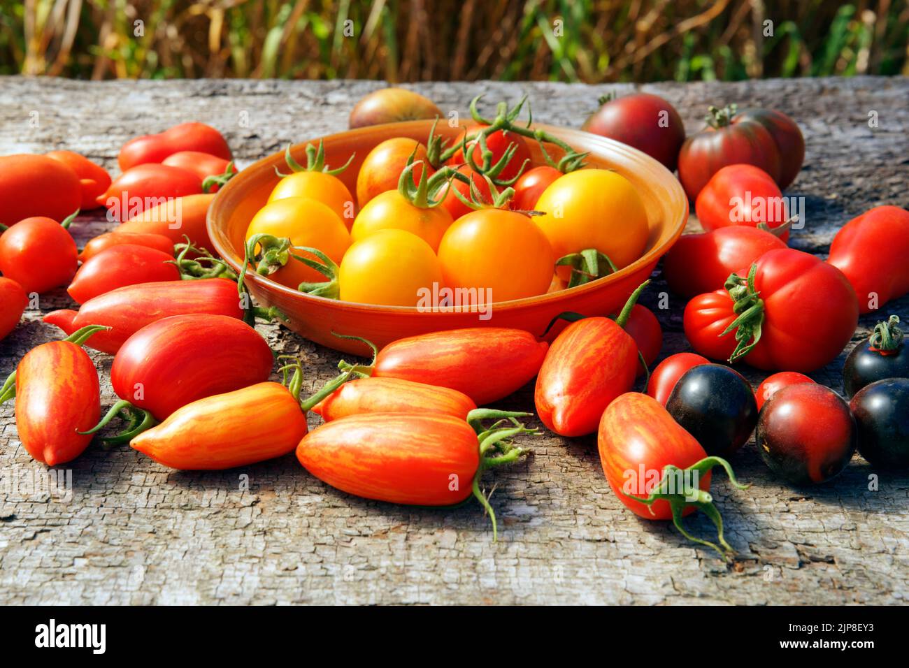 Gemüsegarten Tomaten, verschiedene Sorten Stockfoto
