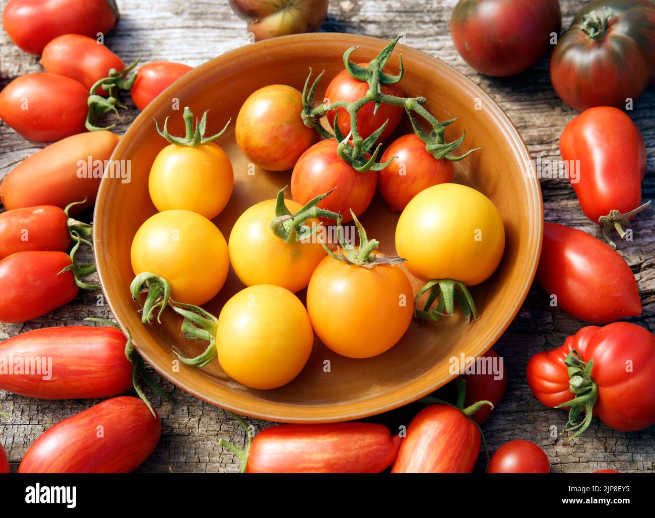 Gemüsegarten Tomaten, verschiedene Sorten Stockfoto