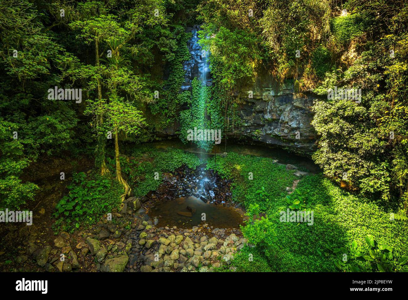 Crystal Falls im Regenwald des Dorrigo National Park Stockfoto