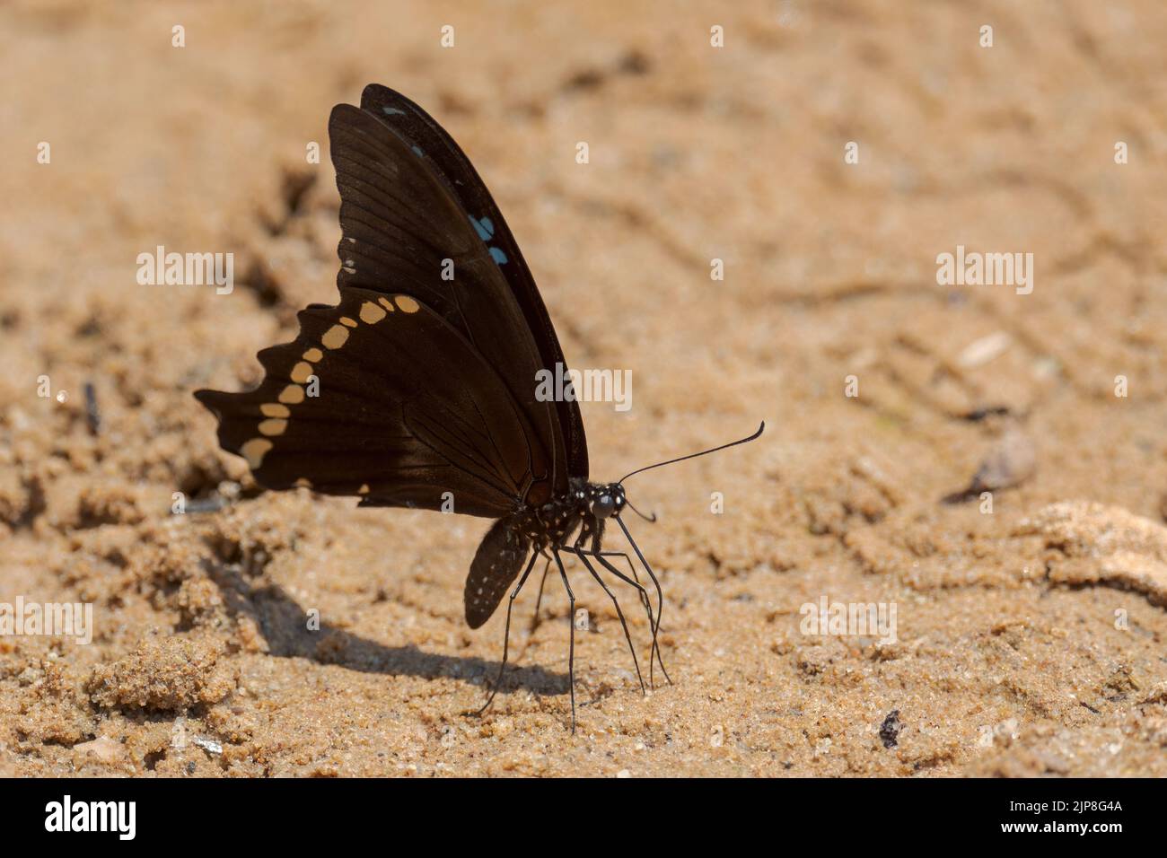 Schmal grün gebänderter Schwalbenschwanz - Papilio nireus, schöne große Buttefly aus afrikanischen Wiesen und Gärten, Uganda. Stockfoto