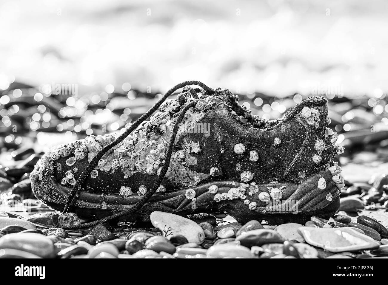 Konzept des Umweltschutzes und der Umweltverschmutzung. Ein alter Schuh, der mit Muscheln bedeckt ist, liegt an der Küste. Nahaufnahme. Im Hintergrund das Meer. Monochr Stockfoto