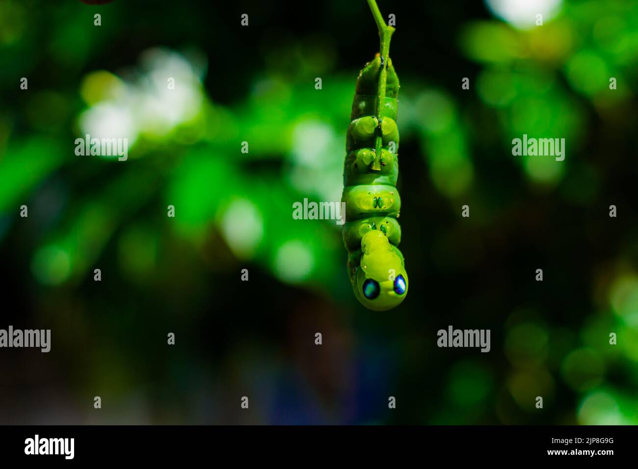 Blumeninsekten... Stockfoto
