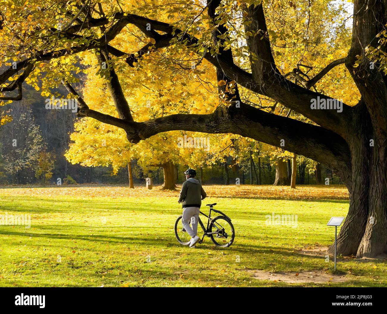 Kleiner Junge, der mit dem Fahrrad im Herbstpark unter der riesigen Linde spazierengeht. Herbstsaison oder Menschen Aktivitäten Konzept Bild. Stockfoto